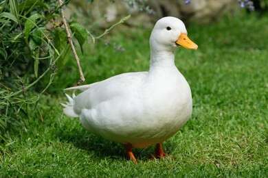 duck - example image