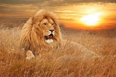 lion - example image