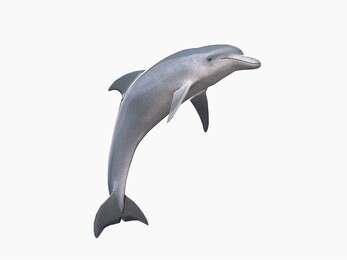 dolphin - example image