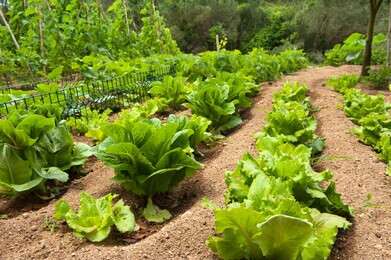 ecologically - example image