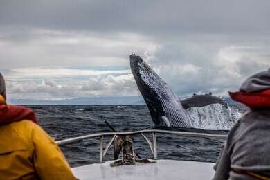 whale - example image