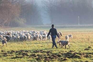 shepherd - example image