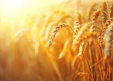 wheat - example image
