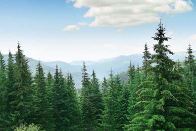 pine - example image