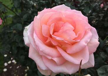 pure - example image