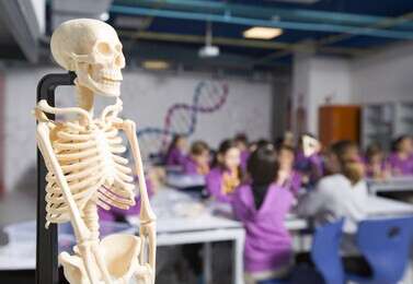 skeleton - example image