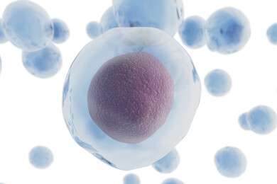 nucleus - example image