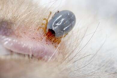 parasite - example image