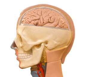 skull - example image