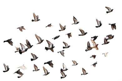 congregate - example image