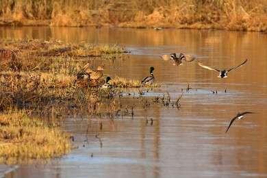 flock - example image