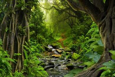 jungle - example image