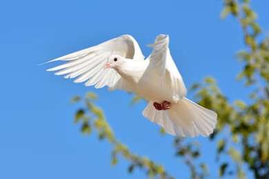 peace - example image