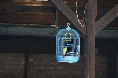 cage - example image