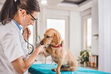 veterinarian - example image