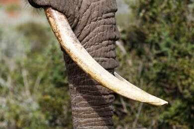 ivory - example image