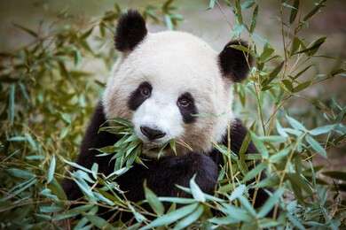 animal - example image