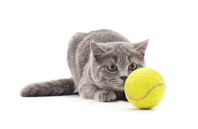 cat - example image