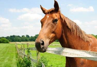 horse - example image