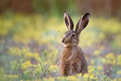 rabbit - example image