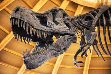 dinosaur - example image