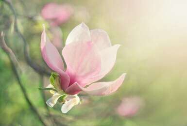 bloom - example image