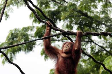primate - example image