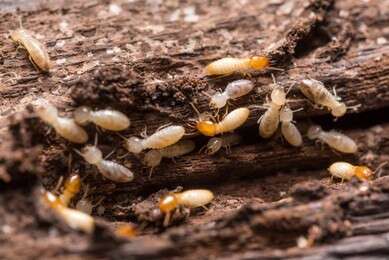 termite - example image