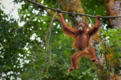 orangutan - example image
