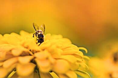 nectar - example image