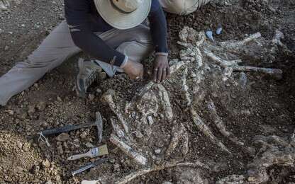 fossil - example image