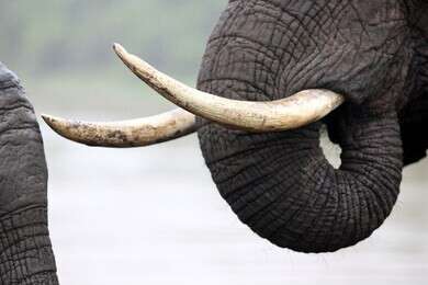 tusk - example image