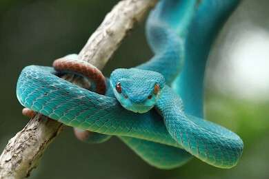 snake - example image