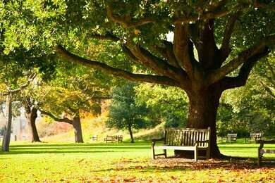 bench - example image