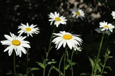 daisy - example image