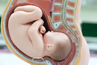 embryo - example image