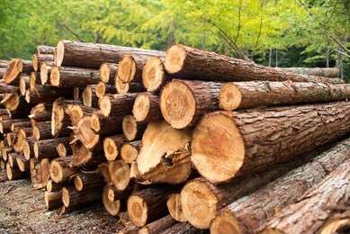 timber - example image
