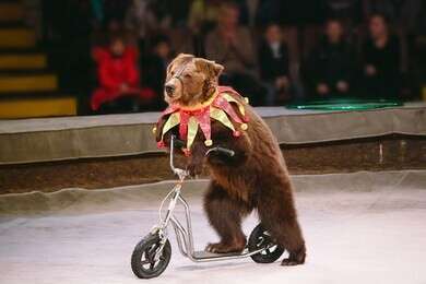 circus - example image
