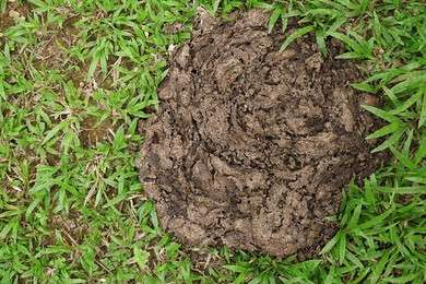dung - example image