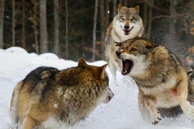 fierce - example image