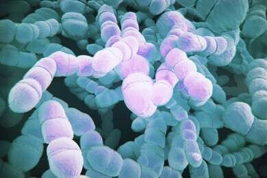 microbe - example image