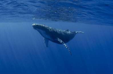 mammal - example image