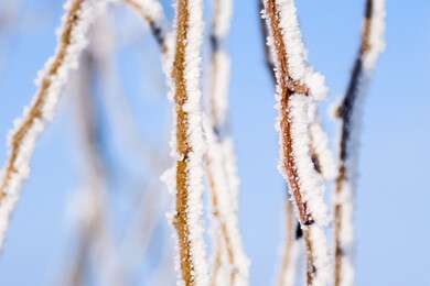frost - example image