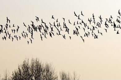 migrate - example image
