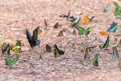species - example image