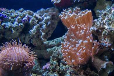 coral - example image