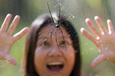 spider - example image