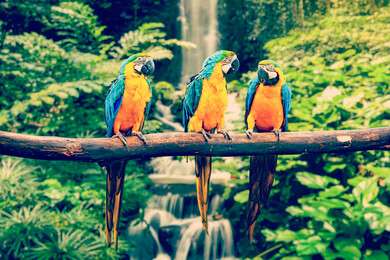 rainforest - example image