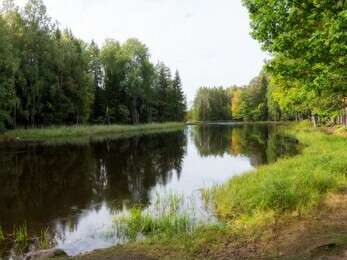 wooded - example image