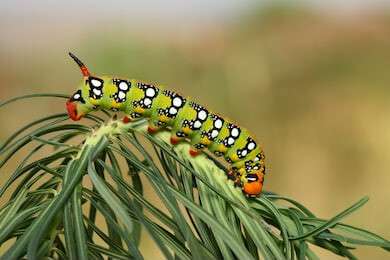 caterpillar - example image